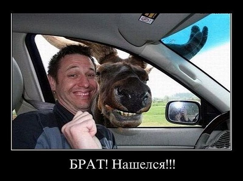 Посадил на ночь собаку охранять машину Посадил на ночь собаку охранять машину авто и мото