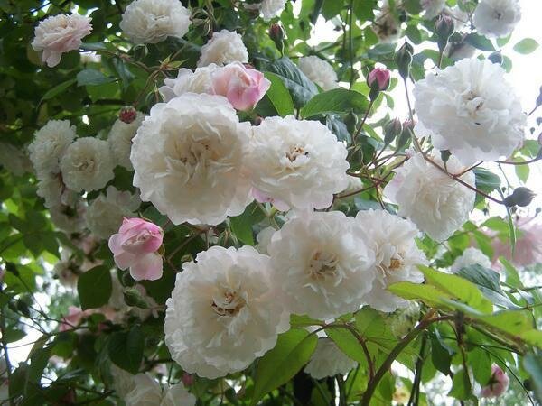 Плетистые розы без шипов: сорта, которые я посажу очень, Alfred, почти, шипов, будет, просто, «Gerbe, Carriere», сорта, метров, «Alberic, цветки, которая, внимание, чрезвычайно, климате, плети, растет, несколько, приходится