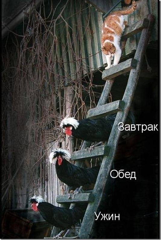 Кошачьи сплетни веселые картинки,демотиваторы,животные,позитив,Смешные животные