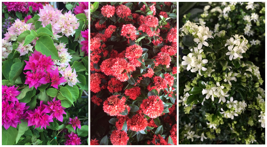 9 редких красивоцветущих тропических растений для выращивания дома комнатные растения,цветоводство