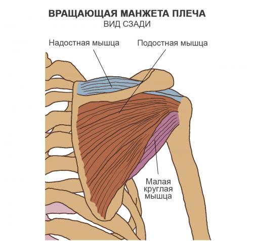 Кость вращение вокруг своей оси при поднятии плеча. Биомеханика плеча 06
