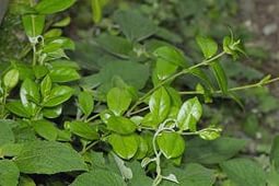 Диалек - лекарство от диабета