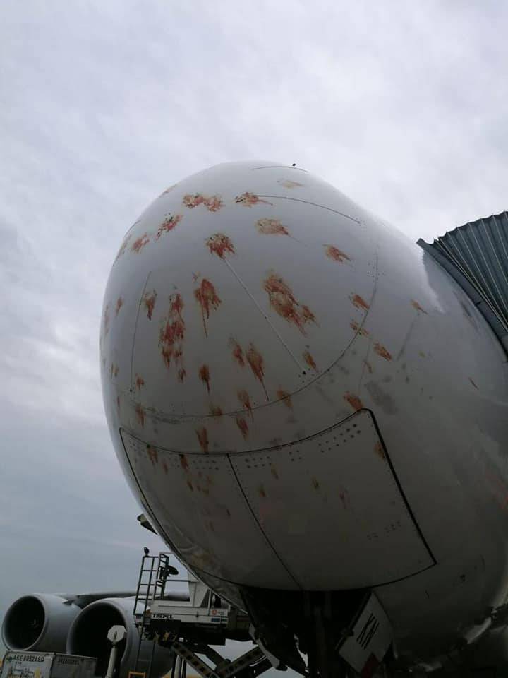 Самолет vs птицы – фатальное противостояние ввс