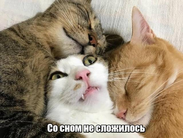 Пусть он ходит везде с тобой, там поймешь, кто такой..) веселые картинки