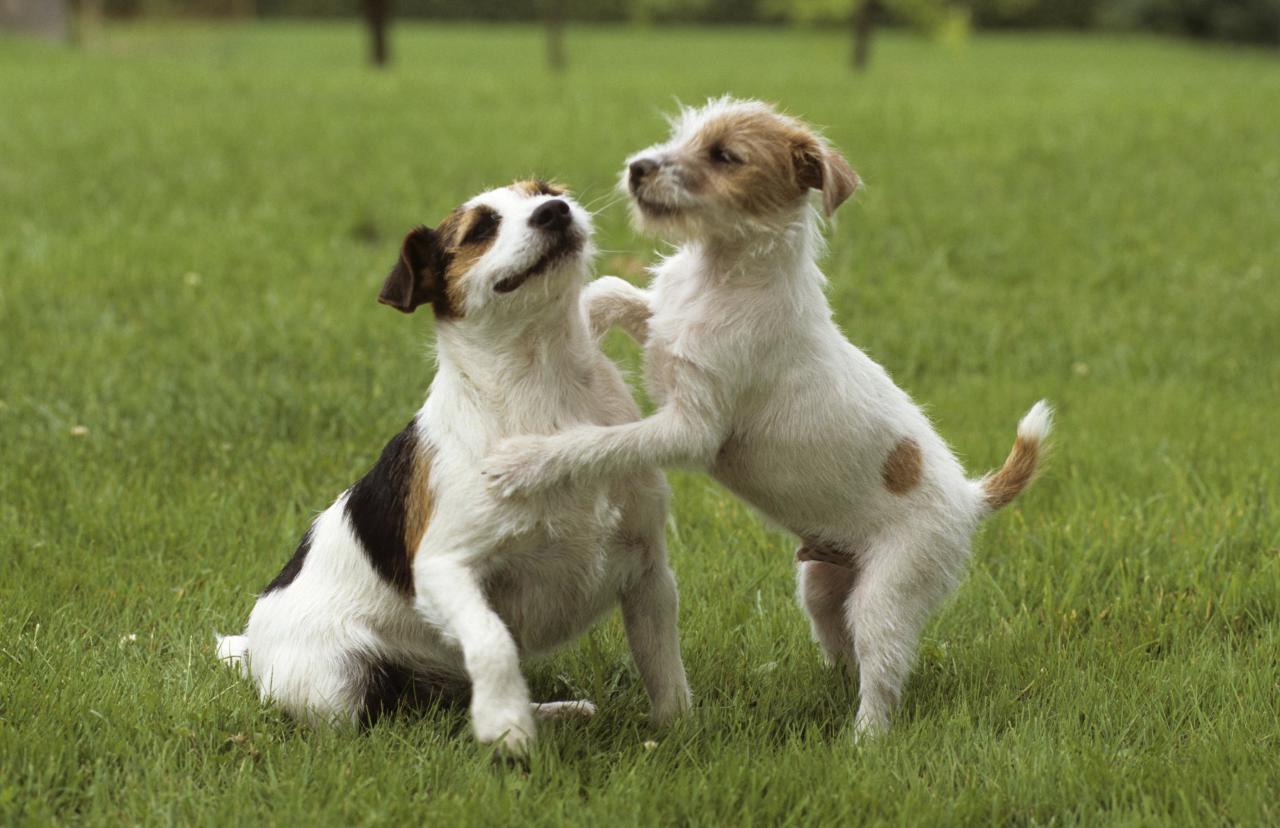 Херсонский кинологический центр предлагает жителям приютить служебных собак