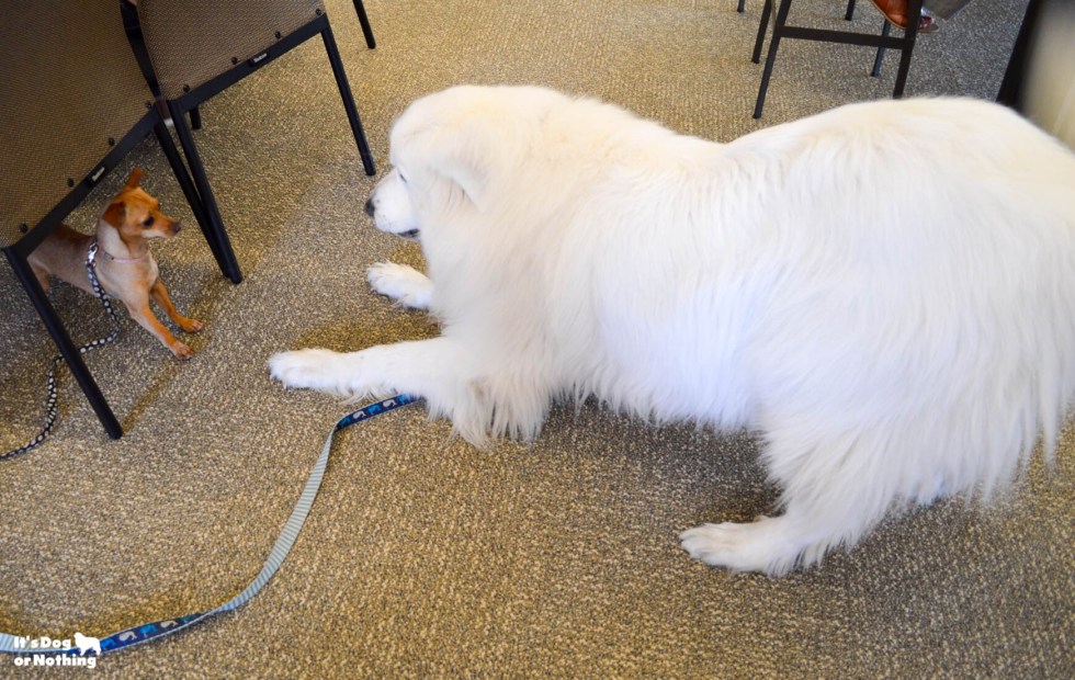 Atka, my Great Pyrenees, likes to make friends when he comes to work with me :)