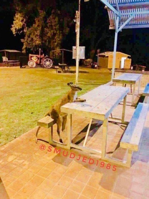 Фотоприколы с животными, которые поднимут настроение Фотоприколы с животными, которые поднимут настроение mir-interes.info