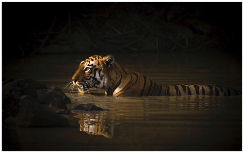 Объявлены победители World Nature Photography Awards: лучшие снимки природы из разных уголков мира, от которых невозможно оторвать взгляд