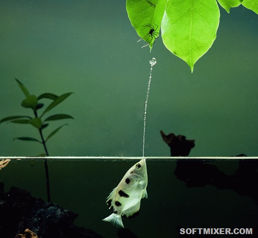 Archer Fish (Toxotes chatareus) jetting water at a spider