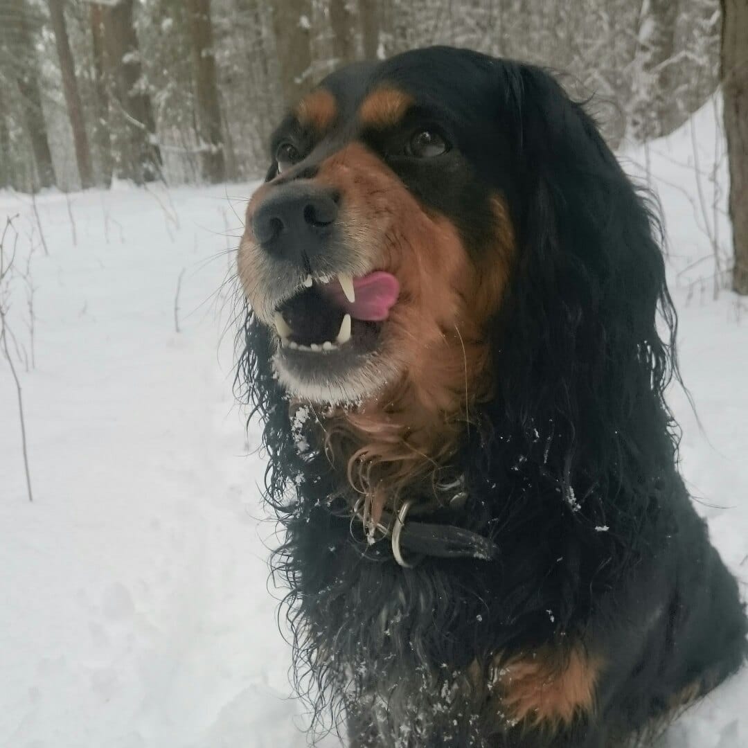 пёс на прогулке