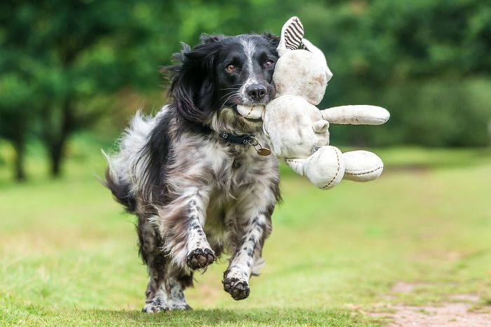 Dogs At Play Category 3rd Place Winner Will Holdcroft, UK