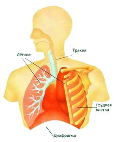 воздействие и влияние веса на дыхание