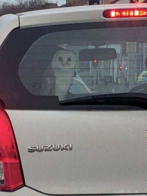 Фотоприколы с животными, которые поднимут настроение Фотоприколы с животными, которые поднимут настроение mir-interes.info