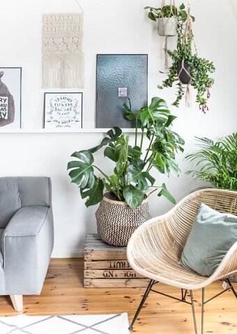 Монстера деликатесная. «Звезда» способная оживить Ваш интерьер в мгновение ока идеи для дома,интерьер и дизайн,комнатные растения