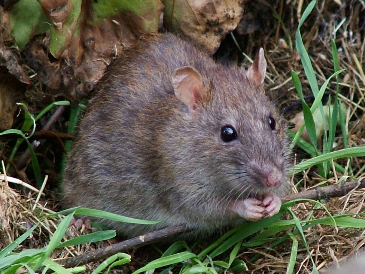 Акция по борьбе с крысами пройдет в Петрозаводске