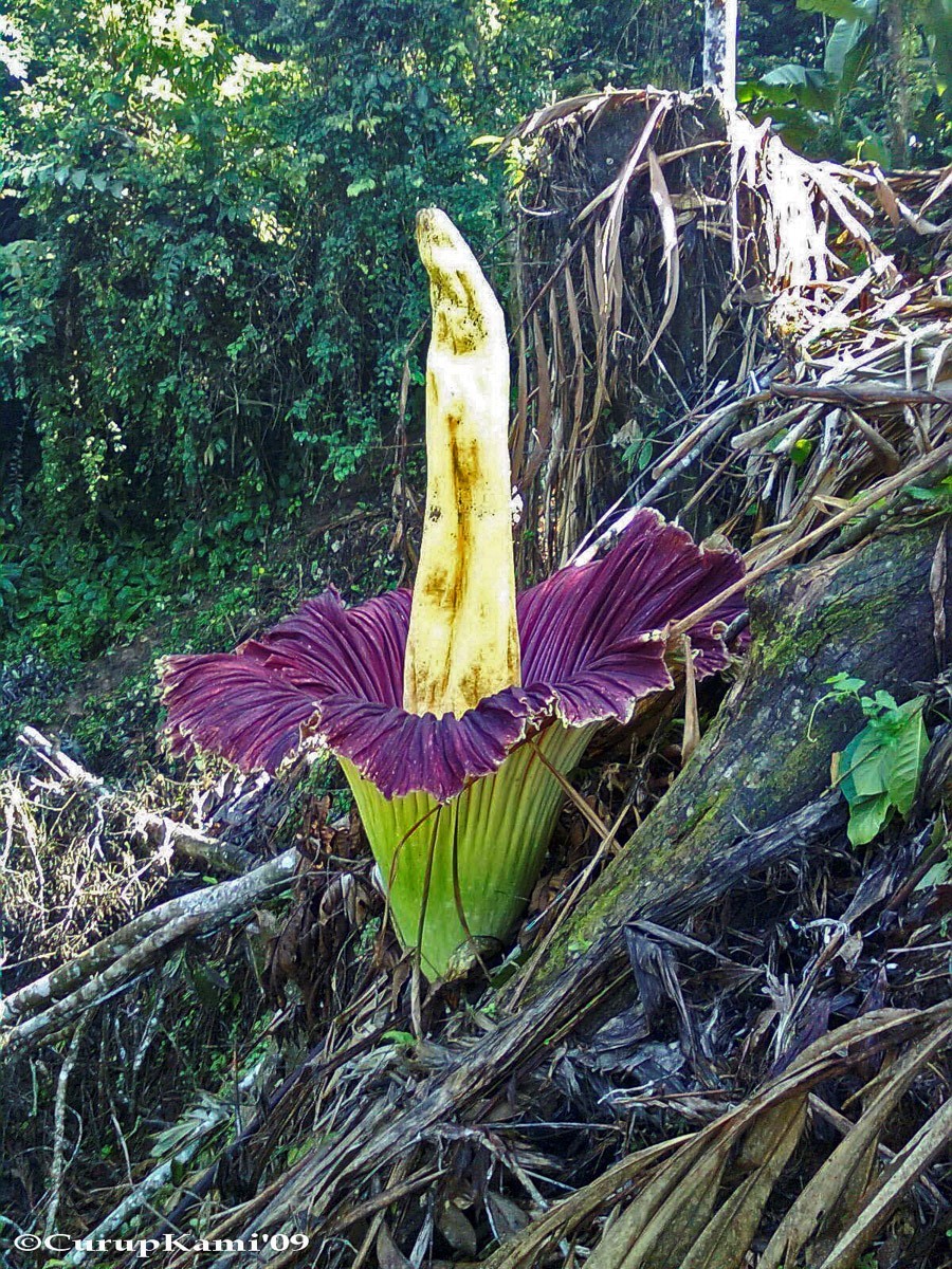 Самый большой и самый вонючий Аморфофаллус (Amorphophallus)