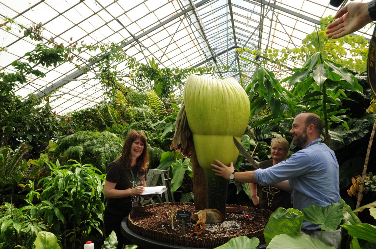 Самый большой и самый вонючий Аморфофаллус (Amorphophallus)