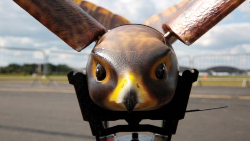 Самолет vs птицы – фатальное противостояние