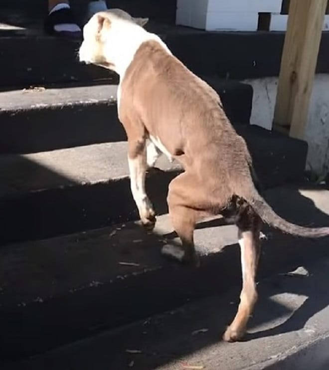 Собака идеть