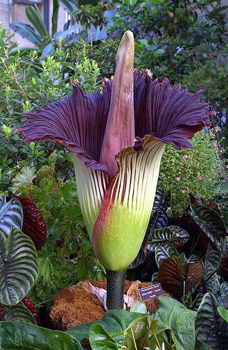Самый большой и самый вонючий Аморфофаллус (Amorphophallus)