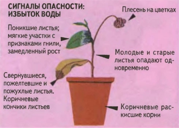 5 распространенных ошибок в уходе за комнатными цветами, о которых мало кто знает растения, растений, после, растение, пересадки, цветочного, комнатных, корней, чересчур, нужно, горшок, чтобы, поливать, корни, горшке, удобрения, полива, полив, почвы, аэрации