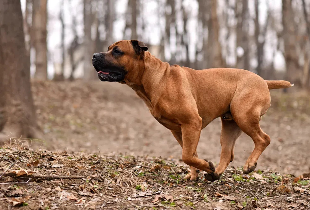 Бурбуль: крупные размеры и грациозность. Топ-5 самых больших собак. Фото © Shutterstock