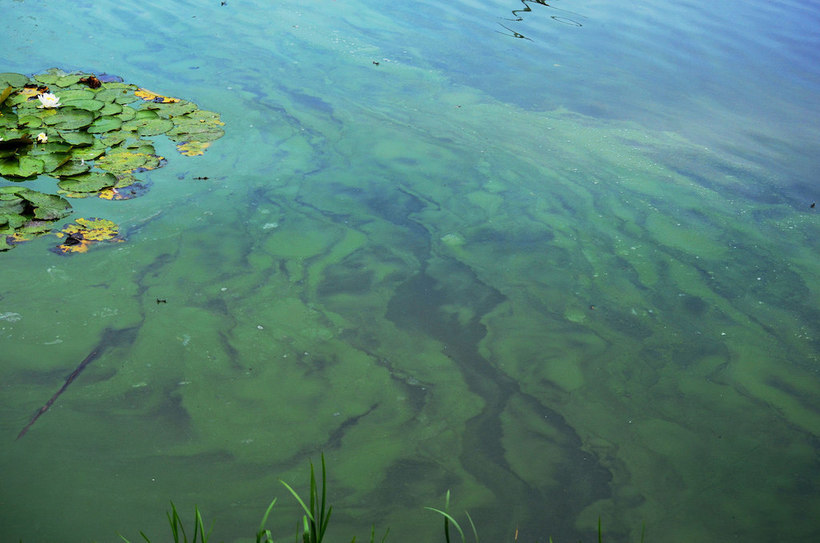 Почему ни в коем случае нельзя купаться в водоемах с избытком водорослей