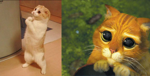 Умоляю! Вис-кас!! до слёз, животные, коты, кошки, питомцы, ржач, смех, юмор