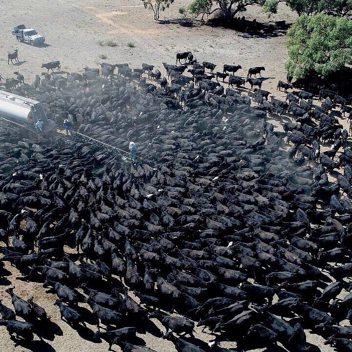 Фотография сотен жаждущих воды коров стала вирусной! коров, Livestock, поражает, сделала, обезвоженной, иссушенной, окружено, стадо, тысячи, стоят, опубликовала, никакой, засухиСпециально, ContractingС, замечают, Сиднея, жителей, миллионов, половина, почти