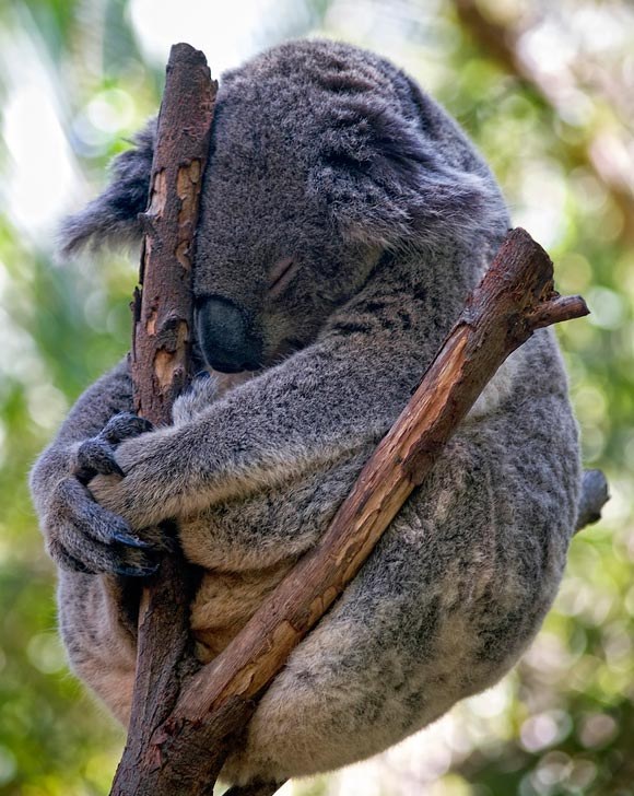 Милейший пост о самых сладких снах Милейший пост о самых сладких снах животные,Истории из жизни,позитив,Смешные животные