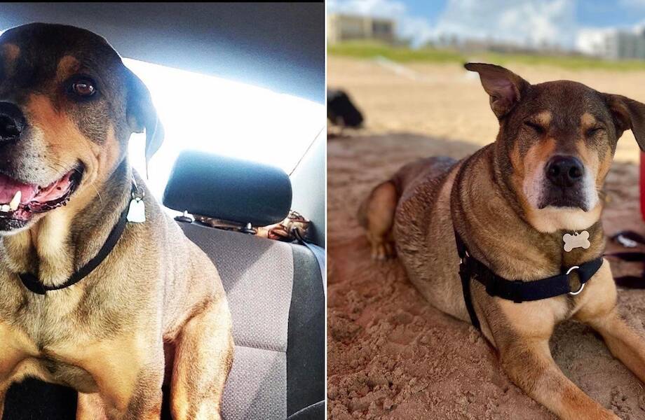 До и после: 17 трогательных фото усыновленных животных, которые обрели дом