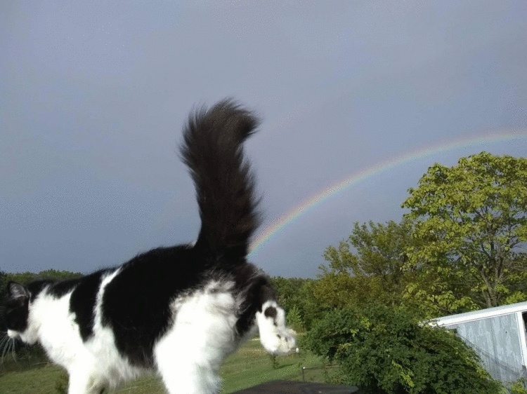 17 крутых кадров, которые мог сделать только истинный везунчик