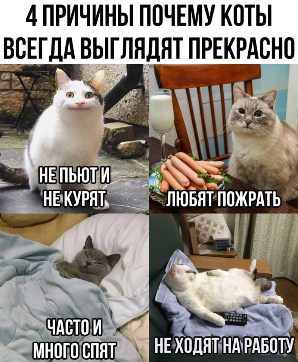 Юмор для тех, кто уже повзрослел и понял, что «приоритеты» - это сначала налить кофе, а потом спасать мир 