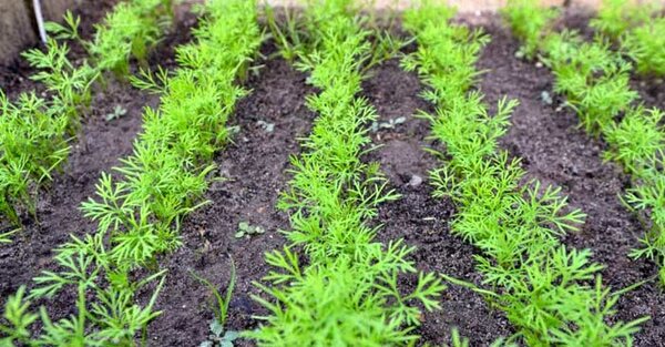 фото: iddp.ru // сад и дача, огород, укроп, семена, участок, растения, садоводство, зелень