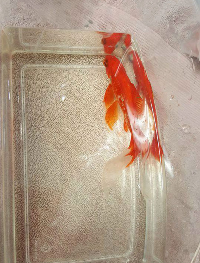 20-year-old-goldfish-tumour-surgery-5