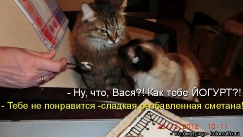 Лучшая котоматрица недели  позитив,приколы,смешные картинки