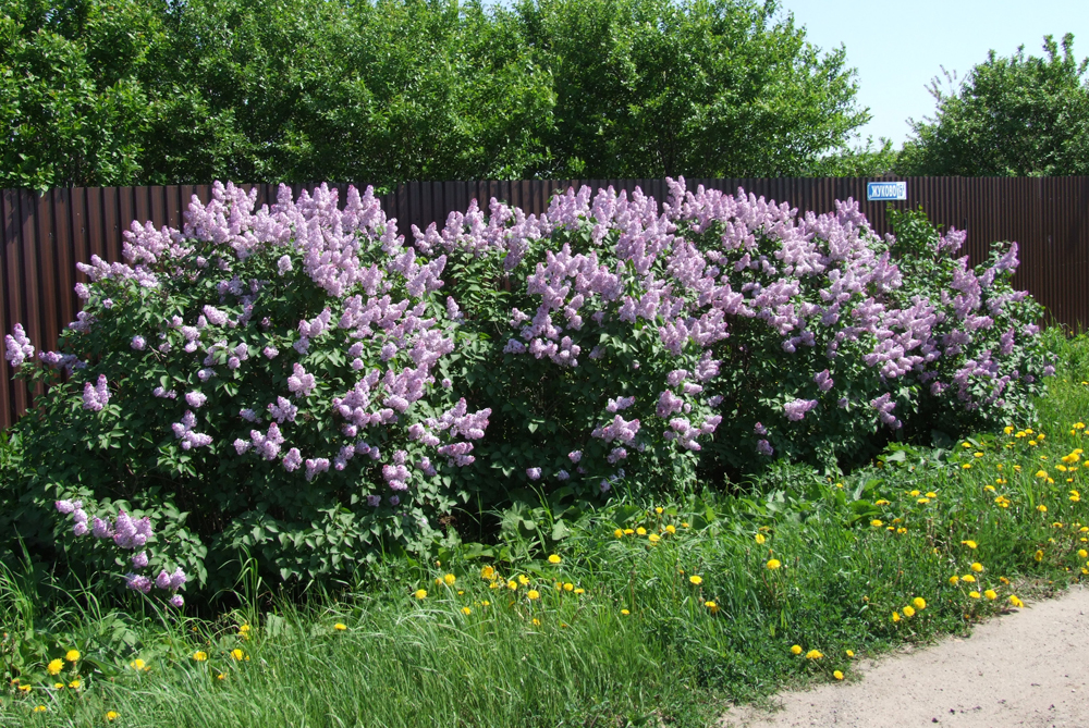 сирень мейера палибин. сирень венгерская изгородь. штамбовая сирень палибин. сирень и чубушник в ландшафтном. сирень на дачном участке.
