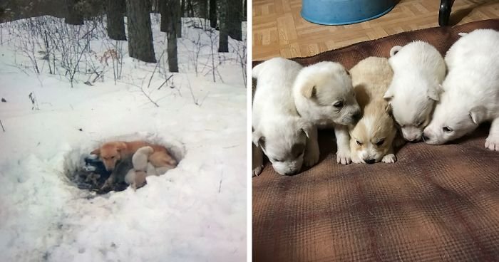 Собачонке было три недели. Нашла троих щенков в снегу. Волк щенки 3 недели.