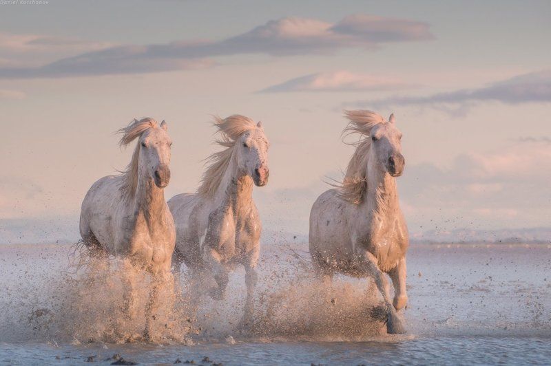 Camargue, ÐÐ°Ð¼Ð°ÑÐ³, Ð¤ÑÐ°Ð½ÑÐ¸Ñ ÐÐ½Ð³ÐµÐ»Ñ ÐÐ°Ð¼Ð°ÑÐ³Ð° ÑÐ¾ÑÐ¾ Ð¿ÑÐµÐ²ÑÑ