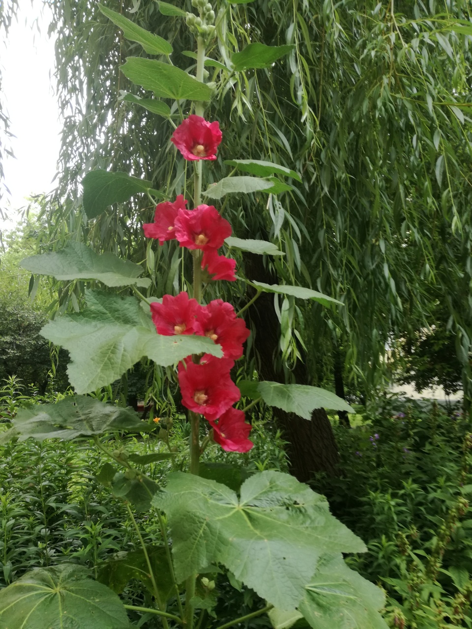 Мой сад за июль