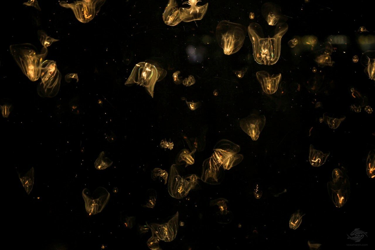 Гребневик — страшная угроза морям, проникла в Черное море животные