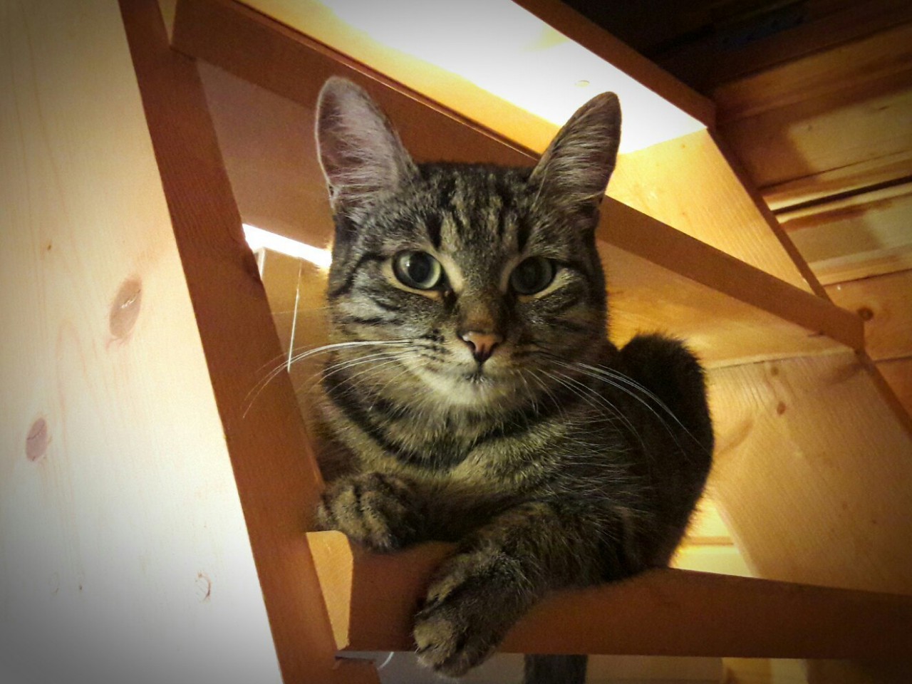 Кошка спрашивает. Котявка