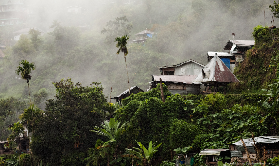 Как на Филиппинах выращивают сыр познавательно