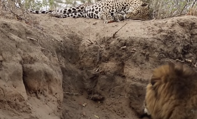 Лев подкрадывается к леопарду, чтобы прогнать со своей территории: видео