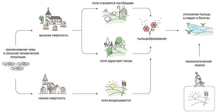 Рис. 3. Связь ископаемой пыльцы с последствиями эпидемии чумы