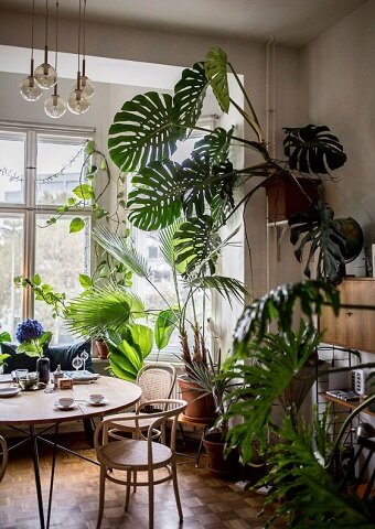 Монстера деликатесная. «Звезда» способная оживить Ваш интерьер в мгновение ока идеи для дома,интерьер и дизайн,комнатные растения