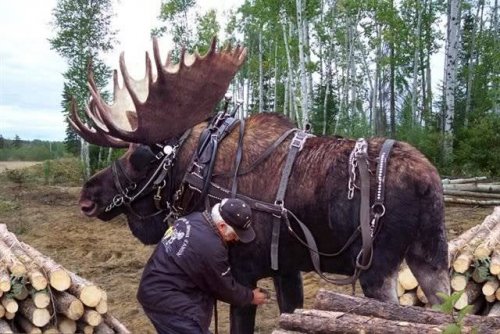 По сравнению с этими животными человек не такой уж большой 