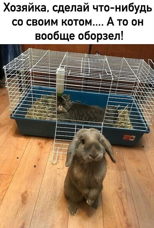 Сборная юмора для позитивного дня Сборная юмора для позитивного дня