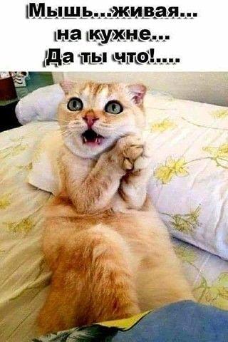 Сборная юмора для позитивного дня Сборная юмора для позитивного дня