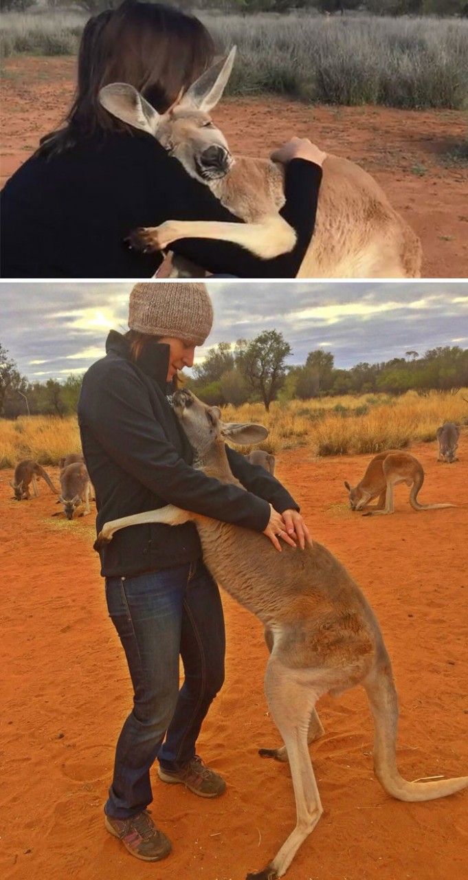 Спасенный кенгуру каждый день обнимает своих спасителей, давая им понять, как он им благодарен Счастливый конец, животные, спасение